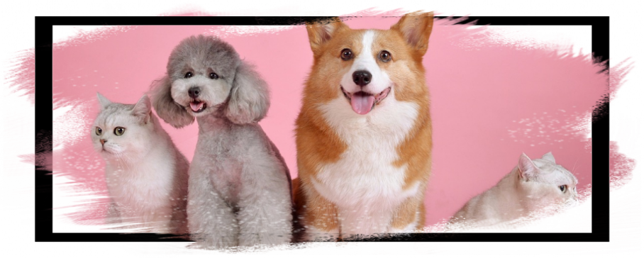 生活110番でペットや害獣トラブル｜評価評判や口コミ