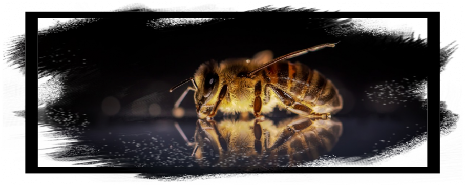 生活110番で害虫トラブル｜評価評判や口コミ